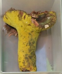 Hypomyces luteovirens