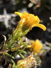 Thymophylla acerosa