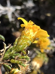 Thymophylla acerosa