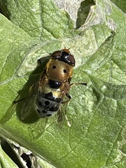 Austalis pulchella