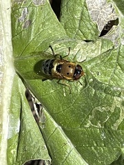 Austalis pulchella