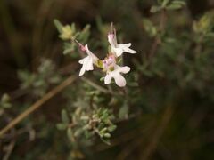 Menthinae