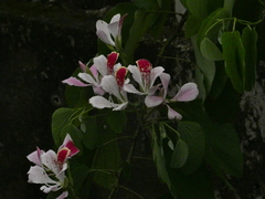 Bauhinia monandra