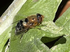 Austalis pulchella