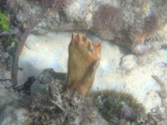 Millepora complanata