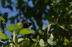 Heliconiini