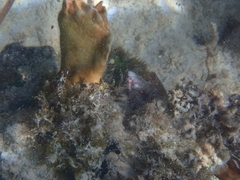 Millepora complanata
