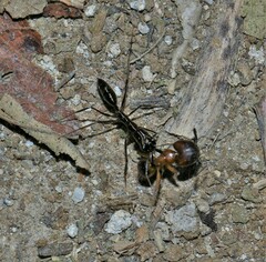 Odontomachus chelifer