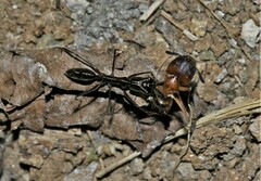 Odontomachus chelifer