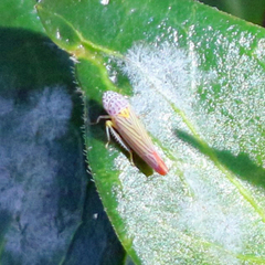 Graphocephala aurora