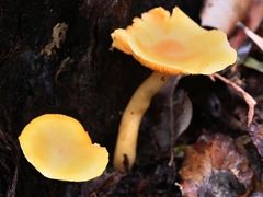 Heimiomyces