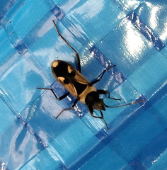 Raglius confusus