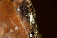 Lachnellula resinaria