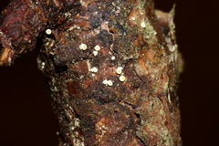 Lachnellula resinaria
