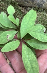 Coprosma dodonaeifolia