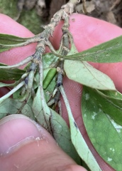 Coprosma dodonaeifolia