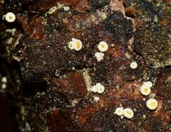 Lachnellula resinaria