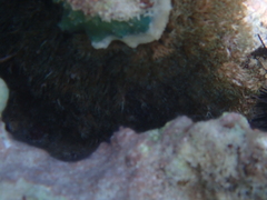 Lebrunia neglecta