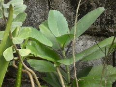 Kalanchoe pinnata