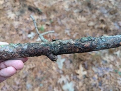 Lachnellula resinaria