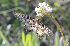 Zerynthia polyxena