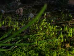 Bryophyta