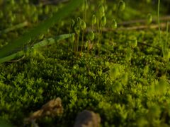 Bryophyta