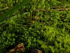Bryophyta