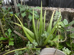 Aloe vera