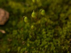 Bryophyta