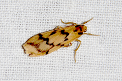 Tigrioides alterna