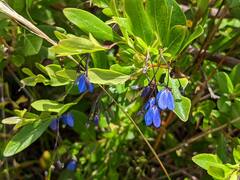 Billardiera heterophylla