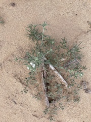Johnstonella angustifolia