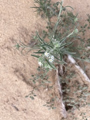 Johnstonella angustifolia