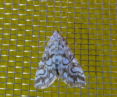 Elophila nymphaeata