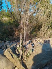 Petrosedum sediforme