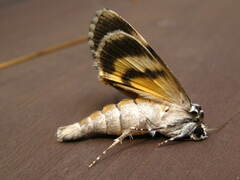 Catocala gracilis