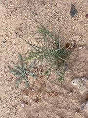 Oligomeris linifolia