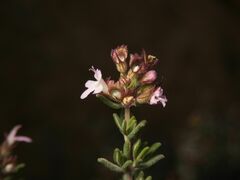 Menthinae