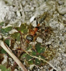 Pseudomyrmex gracilis