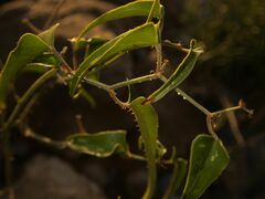 Smilax aspera