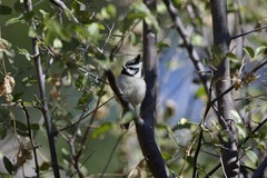 Baeolophus wollweberi
