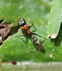 Pseudomyrmex gracilis