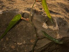 Smilax aspera