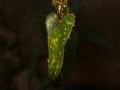 Smilax aspera