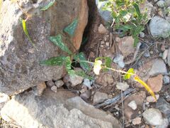 Smilax aspera