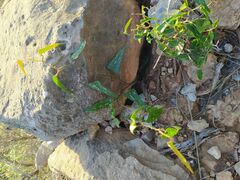 Smilax aspera
