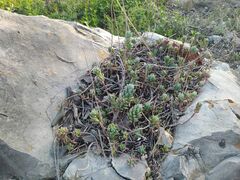 Petrosedum sediforme