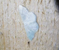 Idaea straminata