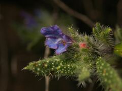 Echium